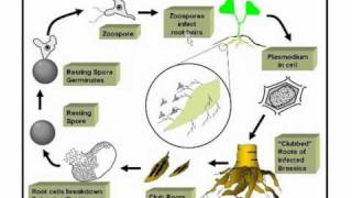 Life cycle of club root pathogen [upl. by Martinelli820]