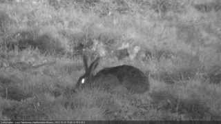 Zając szarak Lepus europaeus [upl. by Eniagrom]