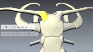 Sternoclavicular Joint  3D Anatomy Tutorial [upl. by Mojgan]