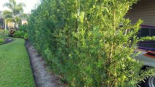 Podocarpus privacy barrier or hedge [upl. by Denny493]