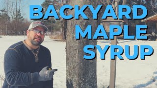 Backyard Maple Syrup Part 1  Tapping Trees and Collecting Sap [upl. by Ozen]