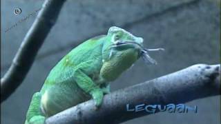 hungry chameleon  kameleon [upl. by Siana283]