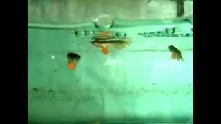 Aqua Gold Crossback Golden Baby Arowana Swimming [upl. by Hildie649]