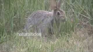 WILD RABBIT mating season [upl. by Foote]