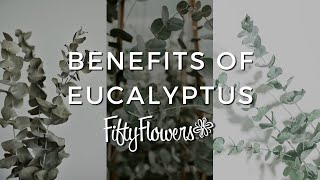 Benefits of Keeping Fresh Cut Eucalyptus In Your Home [upl. by Qerat]