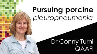 Pursuing PORCINE PLEUROPNEUMONIA [upl. by Suirtimed]