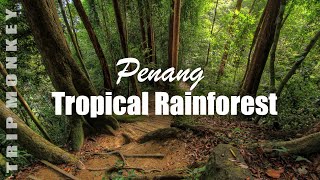 Tropical Spice Garden Penang 2019  Beautiful Forest Trail in Malaysia [upl. by Eddana]