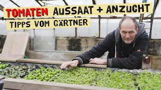 Kräftige Tomatenpflanzen selber aussäen und anbauen  Wie zieht ein Gärtner gesunde Jungpflanzen [upl. by Dacia367]