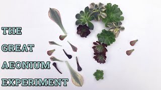 Propagating Aeonium From Leaf The Big Experiment Part1 Can Aeonium Grow From Leaves [upl. by Capone747]