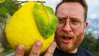 Lemons bigger than my head  Making Limoncello on Amalfi Coast FOOD BUSKER  John Quilter [upl. by Jard]