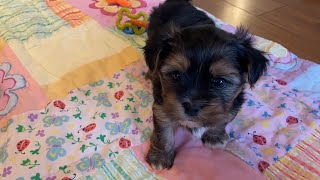 Morkie 101 Is the Morkie Dog Breed Right for You [upl. by Nylodam]