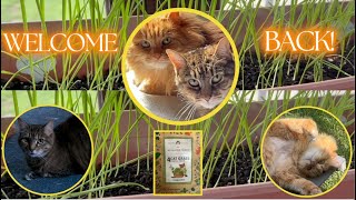 CAT GRASS EXPERIMENT [upl. by Elrahc]