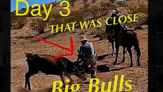 Day 3 Roping Big Wild Bulls [upl. by Moshe]