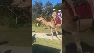 Camel 🐪 Maroubra Beach Sydney NSW [upl. by Acillegna]