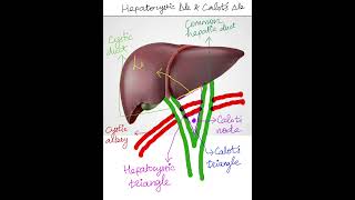 Difference between Hepatocystic Triangle and Calots Triangle anatomyneetpgupscmbbs usmleplab [upl. by Llenroc]