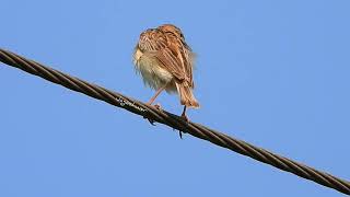 Zitting Cisticola Song [upl. by Eidderf833]