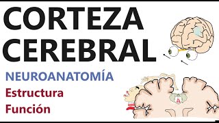 Neuroanatomía  Corteza cerebral Estructura localización y función [upl. by Faust]