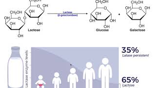 Lactase amp the Mechanism of Lactose Intolerance [upl. by Tnomad]