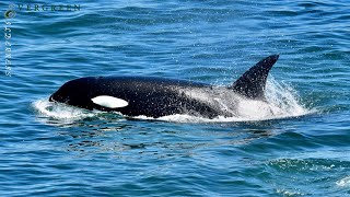 Orcas amp Harbor Porpoises  Puget Sound [upl. by Hobbs]