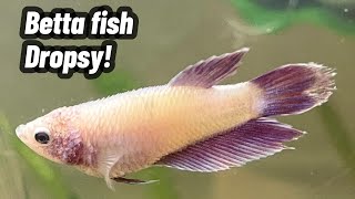 Betta Fish Dropsy Treatment [upl. by Lilian]