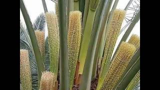 تلقيح النخيل وخف الثمار Palm Dates Pollination [upl. by Saturday]