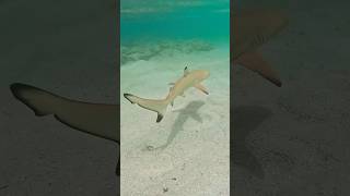 Baby Shark  blacktip reef shark shark babyshark [upl. by Aufa]