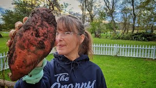 SWEET POTATO Harvest  Northern Growers using RUTH STOUT Gardening [upl. by Katheryn]