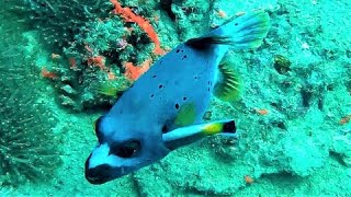 Annoyed puffer fish cant shake off determined cleaner wrasse [upl. by Lecrad529]