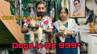 Cheapest Dogs Market In Delhi NCR  German Shepherd Retriever Pitbull  Dogs in 999 Srvvlogs33 [upl. by Lentha273]