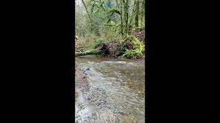 Salmon spawning in Chuckanut Creek 1182024 [upl. by Ilrahc35]