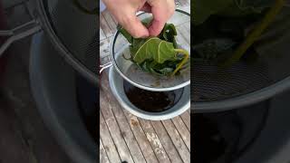 Fig Leaf Syrup Recipe 🌱 recipe forage figrecipe figleaf figs recipevideo youtuberecipes [upl. by Lerred]