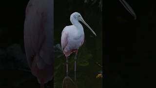 Roseate spoonbills shorts birds wildlife birdwatching realflorida nature meditation zen [upl. by Akahc]