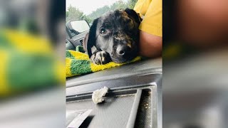 Puppy rescued from fire finds forever home with Oregons firefighting community [upl. by Halik]