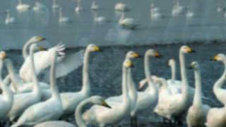 Pyotr Ilyich Tchaikovsky  Swan Lake  02 No 1 Scène Allegro giusto [upl. by Schroeder218]