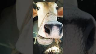 Bangladesh cow market todayanimals cows cattlefarm nature dairyfarming youtubeshorts [upl. by Kenji]