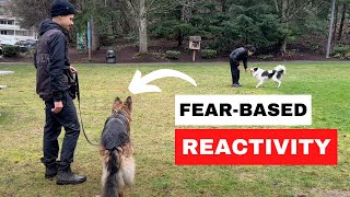 How We Fix FEAR REACTIVITY in Dogs [upl. by Favrot]