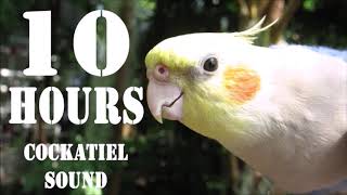 Cockatiel Sound 10 Hours Cockatiel Singing for Cockatiels [upl. by Ani970]