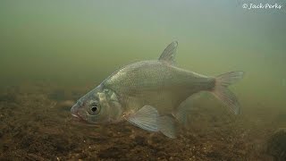 Bronze Bream Abramis brama amp Silver Bream Blicca bjoerkna Underwater UK [upl. by Deryl496]