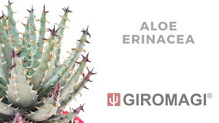 Aloe erinacea [upl. by Rudman]