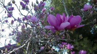 Tulip Magnolia Tree BloomingAVI [upl. by Divadnoj415]