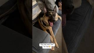 Dog gone itdoglife doglover dogshorts familypet doglife dogvideos germanshepherd happypets [upl. by Eessej489]