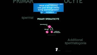 Which of the following cells goes through mitosis during spermatogenesis quiz humananatomy [upl. by Olds]