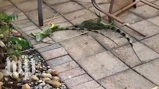 Cold stunned iguanas are falling from trees in Florida  The Washington Post [upl. by Klarrisa]