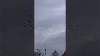 Murmuration Season 2425 begins starlings murmuration birds shorts shortsvideo youtubeshorts [upl. by Thorley]