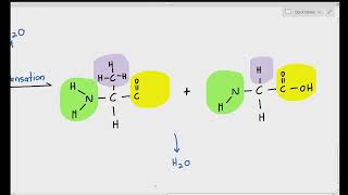 29 Formation of Dipeptides and Polypeptide Chain Cambridge AS amp A Level Biology 9700 [upl. by Sandeep]