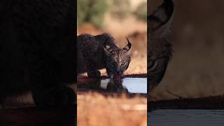 Lynx Is Drinking Wateranimals lynxwildanimalsanimallover youtubeshortsshortsshortviralvideo [upl. by Ziagos127]