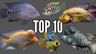 Top 10 Most Aggressive Central American Cichlids [upl. by Mychal]