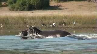 HIPPO  Amazing Hippo run under water excellent footage [upl. by Eugatnom368]