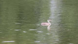 Perkoz dwuczuby Podiceps cristatus eng Great crested grebe [upl. by Eenwat]