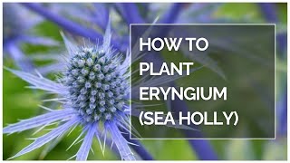 How to plant Eryngium sea holly shorts [upl. by Ttenaej]